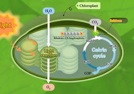 แอนิเมชัน : photorespiration รูปภาพ 1